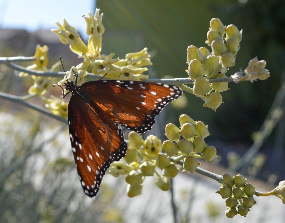 The Coachella Valley Pollinator Project